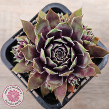 Load image into Gallery viewer, Sempervivum 'Little Darling'