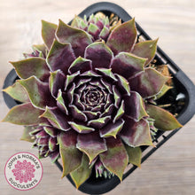 Load image into Gallery viewer, Sempervivum 'Little Darling'
