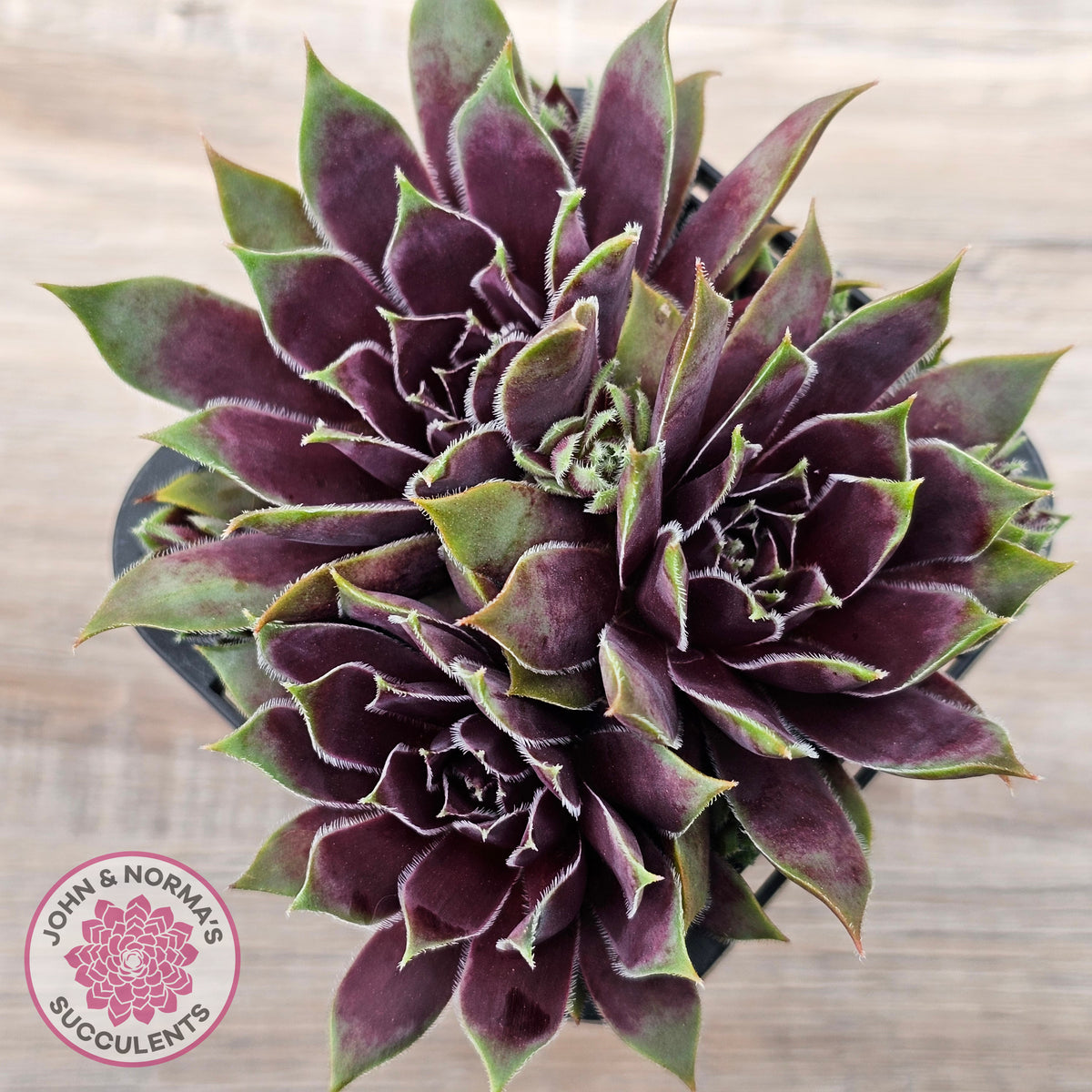 Sempervivum 'Little Darling'