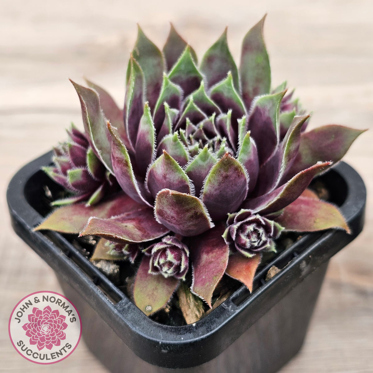 Sempervivum 'Little Darling'