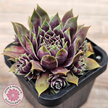 Load image into Gallery viewer, Sempervivum 'Little Darling'