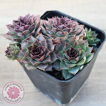 Load image into Gallery viewer, Sempervivum 'Mahogany'
