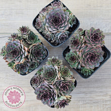 Load image into Gallery viewer, Sempervivum 'Mahogany'