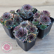 Load image into Gallery viewer, Sempervivum 'Mahogany'
