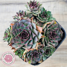 Load image into Gallery viewer, Sempervivum 'Mahogany'
