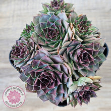 Load image into Gallery viewer, Sempervivum 'Mahogany'