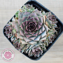 Load image into Gallery viewer, Sempervivum 'Mahogany'