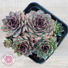 Load image into Gallery viewer, Sempervivum 'Mahogany'