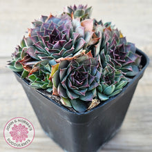 Load image into Gallery viewer, Sempervivum 'Mahogany'