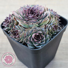 Load image into Gallery viewer, Sempervivum 'Mahogany'