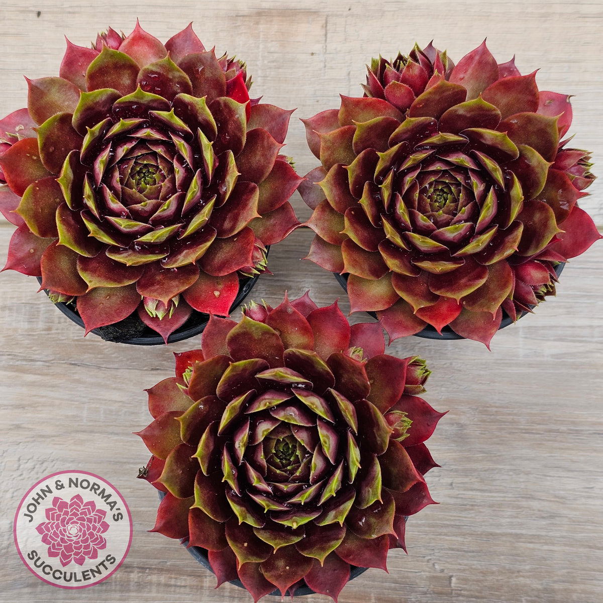 Sempervivum 'Marland Beauty'