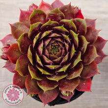 Load image into Gallery viewer, Sempervivum 'Marland Beauty'