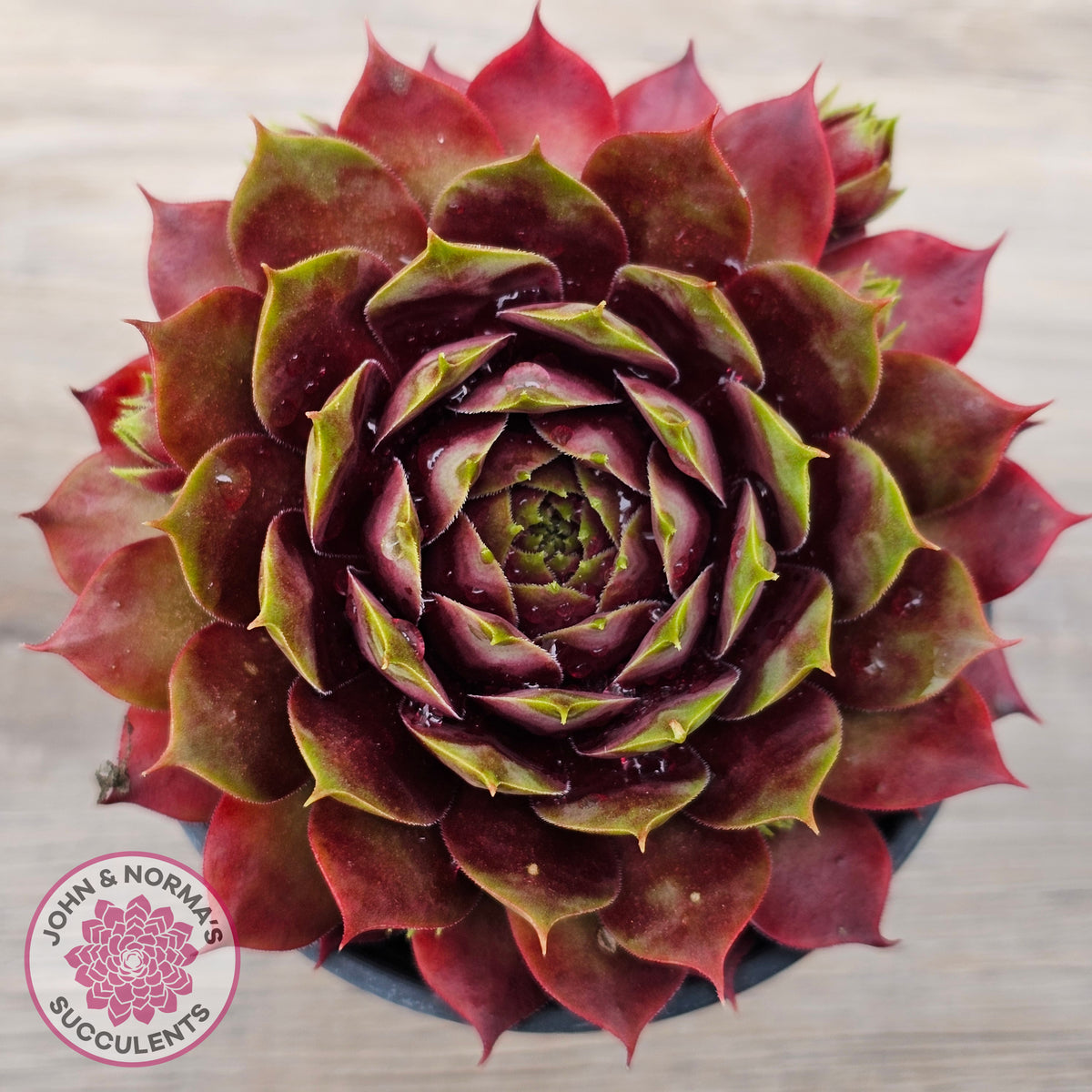 Sempervivum 'Marland Beauty'