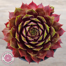 Load image into Gallery viewer, Sempervivum 'Marland Beauty'
