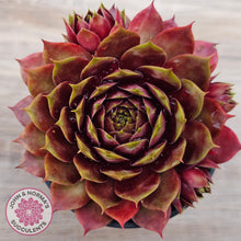 Load image into Gallery viewer, Sempervivum 'Marland Beauty'