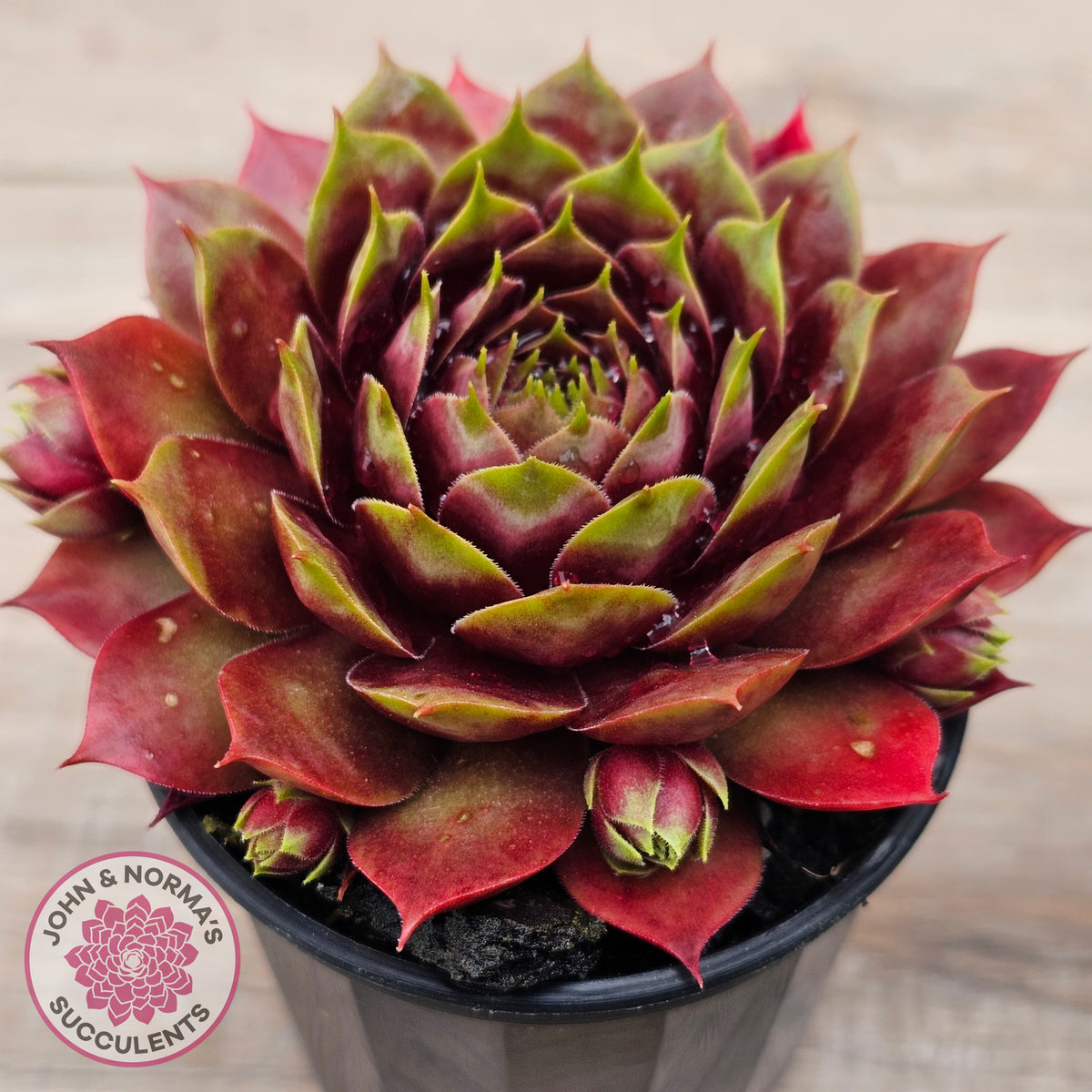 Sempervivum 'Marland Beauty'