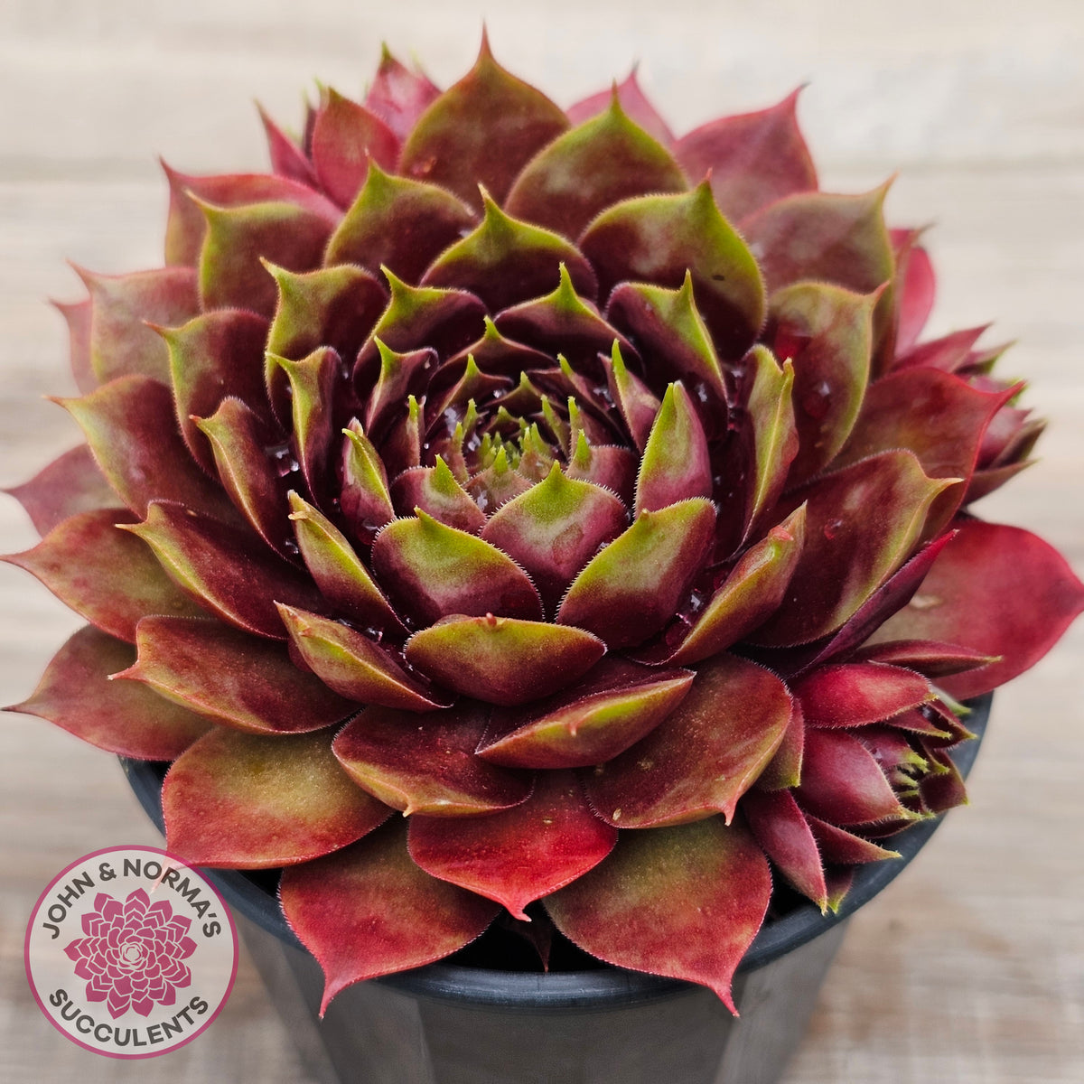Sempervivum 'Marland Beauty'