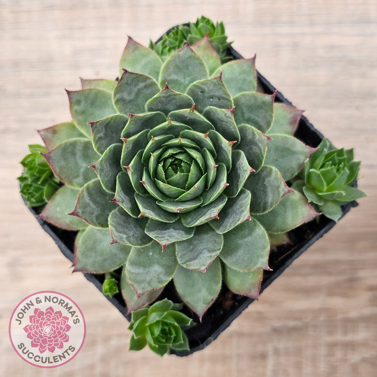 Sempervivum 'Moi'