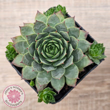 Load image into Gallery viewer, Sempervivum 'Moi'