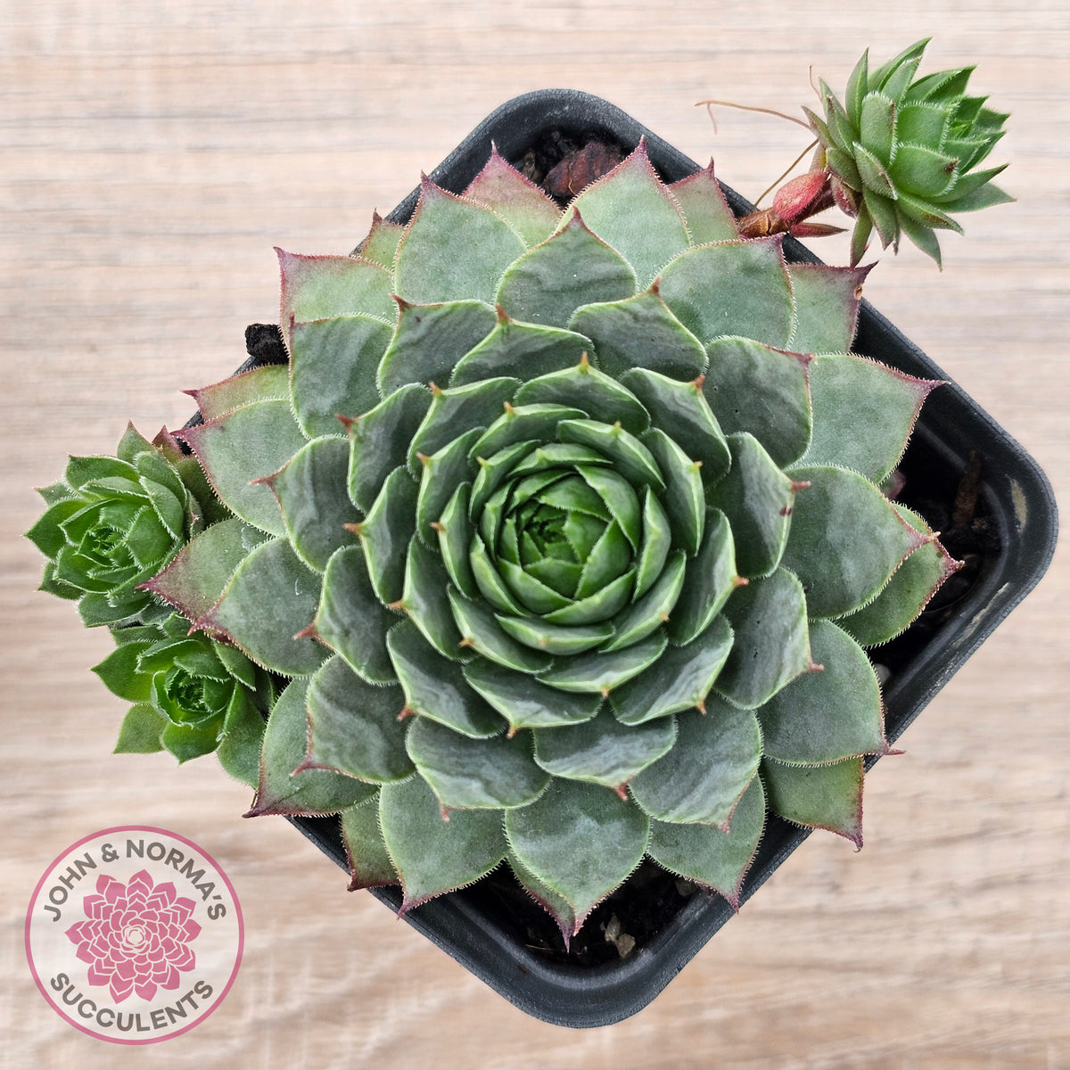 Sempervivum 'Moi'