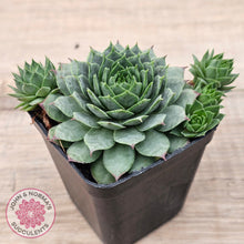 Load image into Gallery viewer, Sempervivum 'Moi'