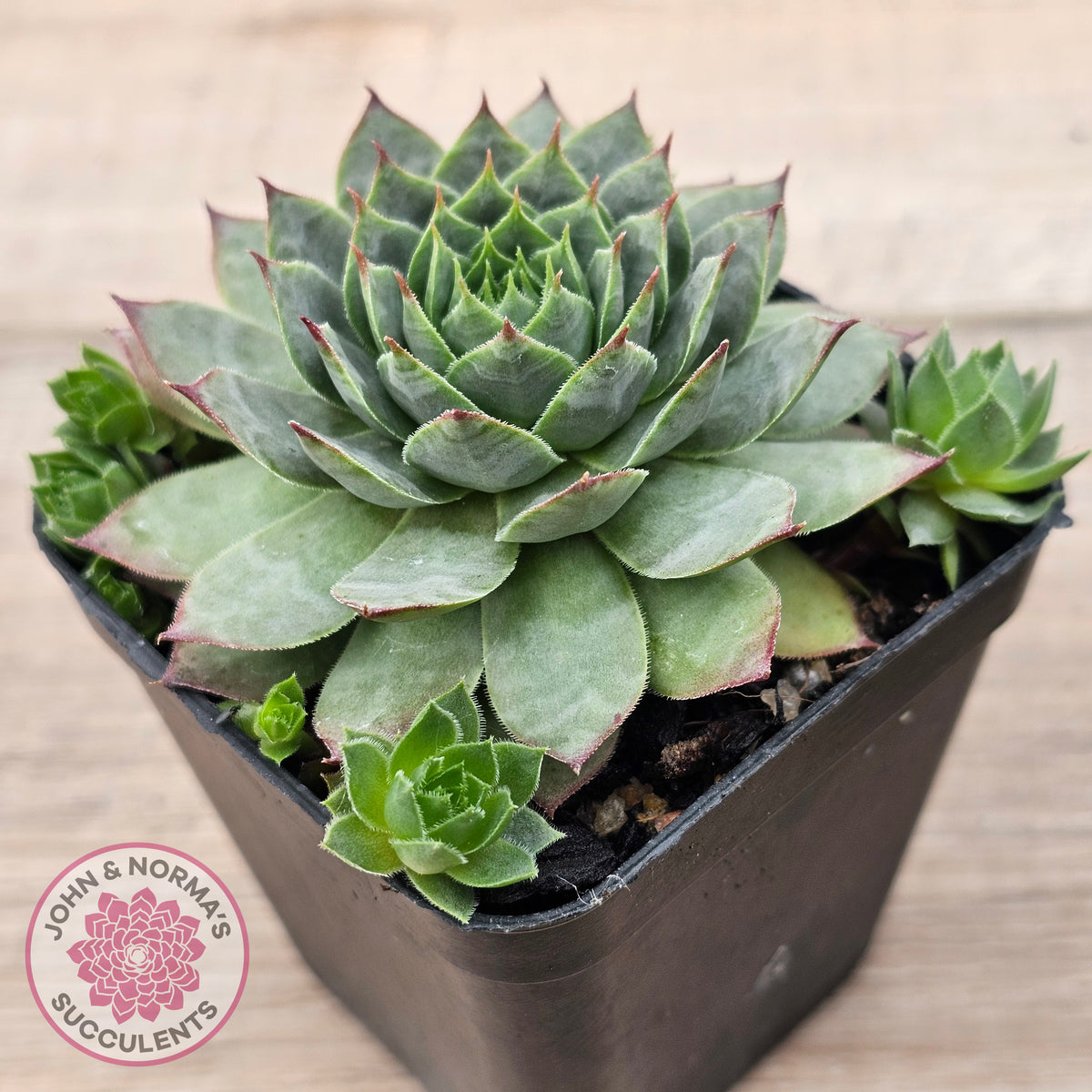Sempervivum 'Moi'