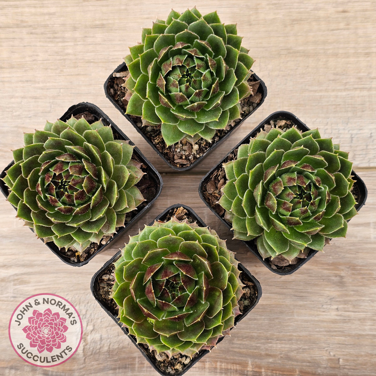 Sempervivum 'More Honey'