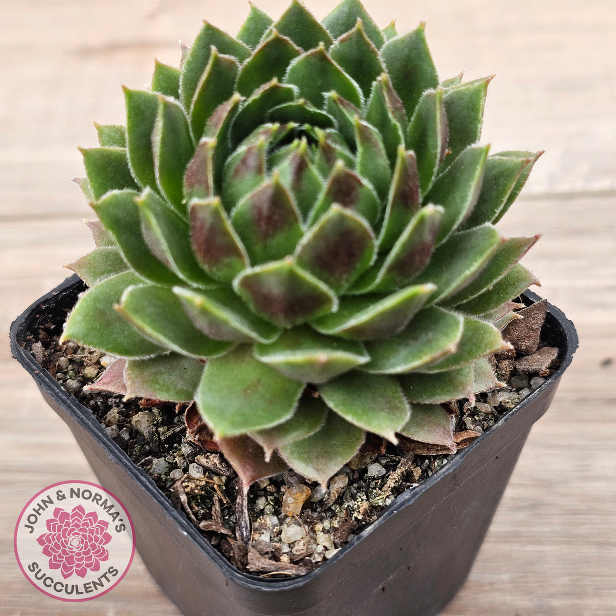 Sempervivum 'More Honey'