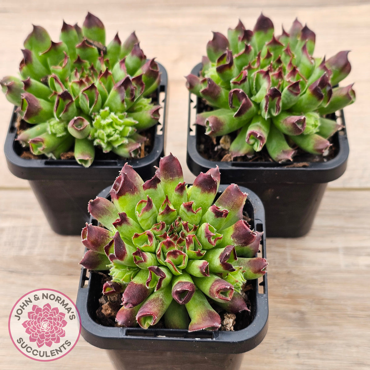 Sempervivum Oddity