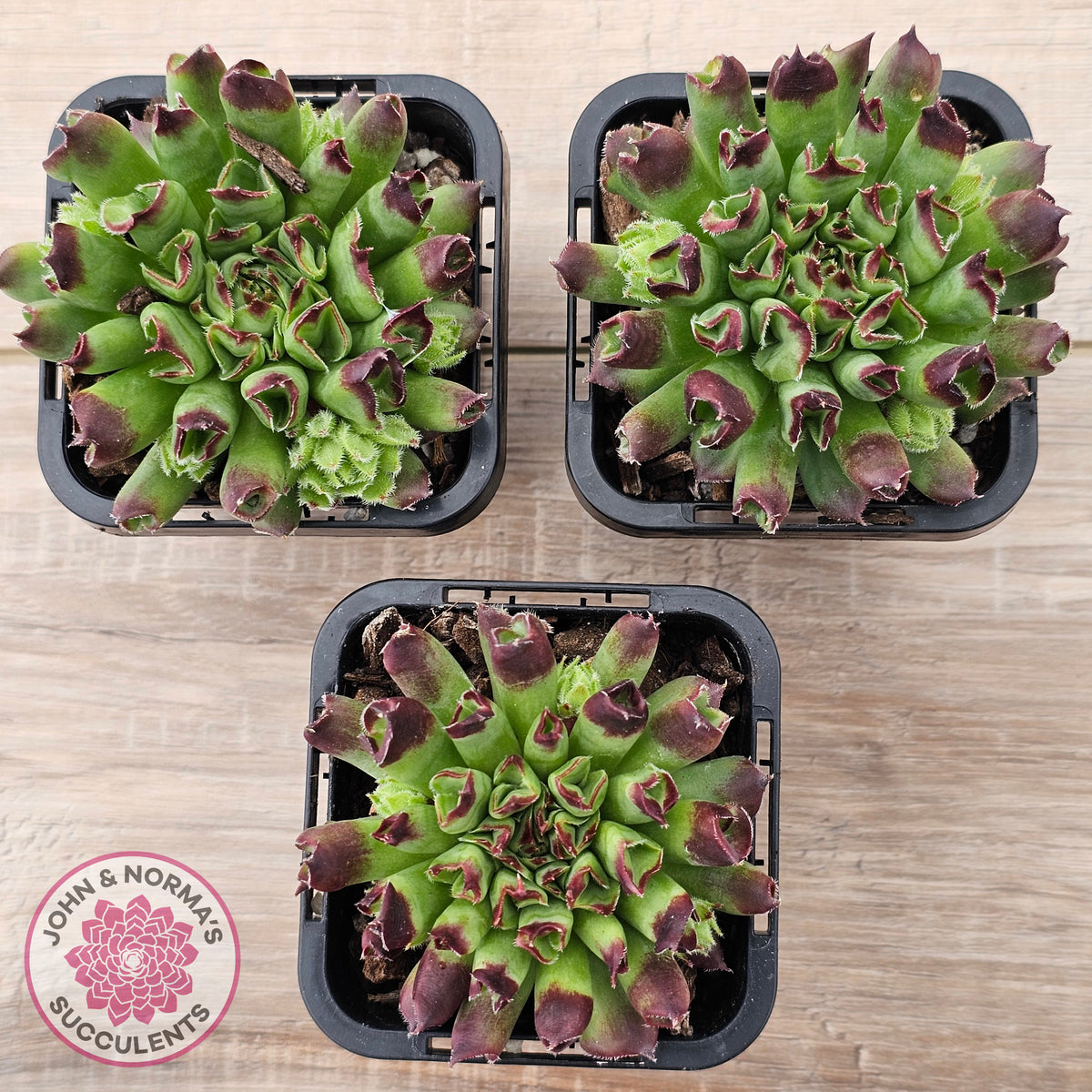 Sempervivum Oddity