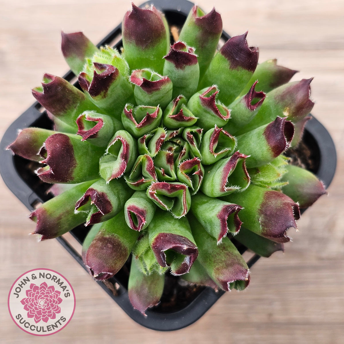 Sempervivum Oddity