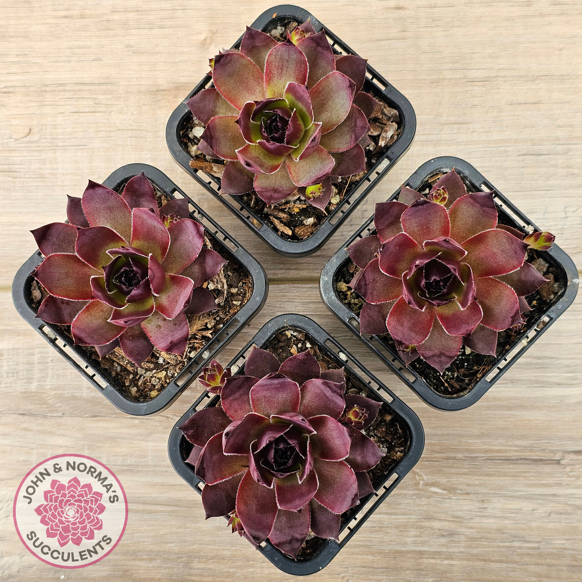 Sempervivum 'Onyx'
