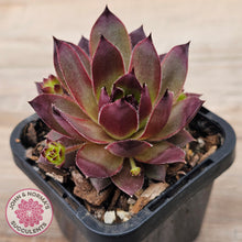 Load image into Gallery viewer, Sempervivum 'Onyx'