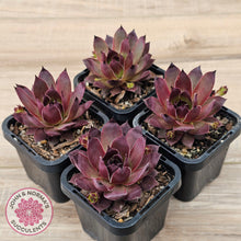 Load image into Gallery viewer, Sempervivum 'Onyx'