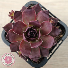 Load image into Gallery viewer, Sempervivum 'Onyx'