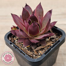 Load image into Gallery viewer, Sempervivum 'Onyx'