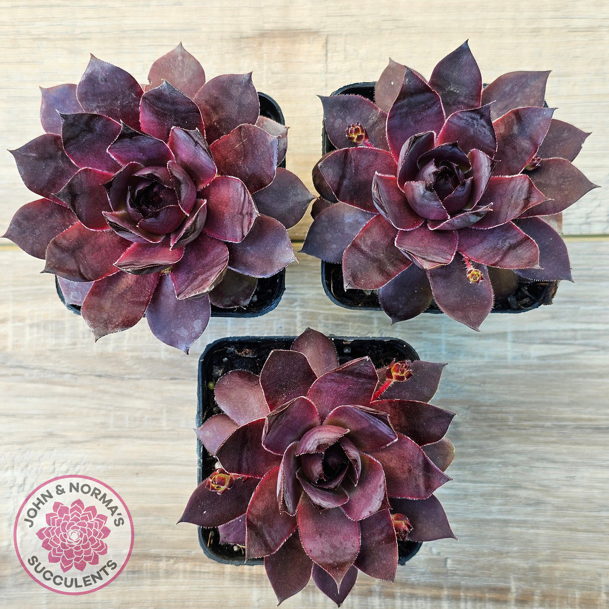 Sempervivum 'Onyx'