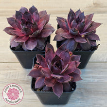 Load image into Gallery viewer, Sempervivum 'Onyx'