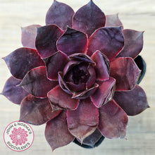 Load image into Gallery viewer, Sempervivum 'Onyx'