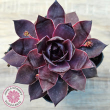 Load image into Gallery viewer, Sempervivum 'Onyx'
