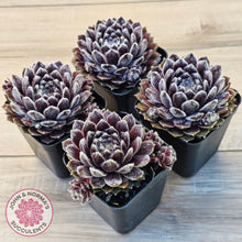 Load image into Gallery viewer, Sempervivum 'Pacific Feather Power'