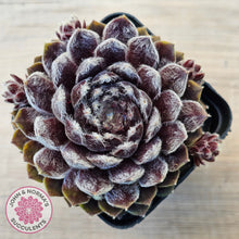 Load image into Gallery viewer, Sempervivum 'Pacific Feather Power'