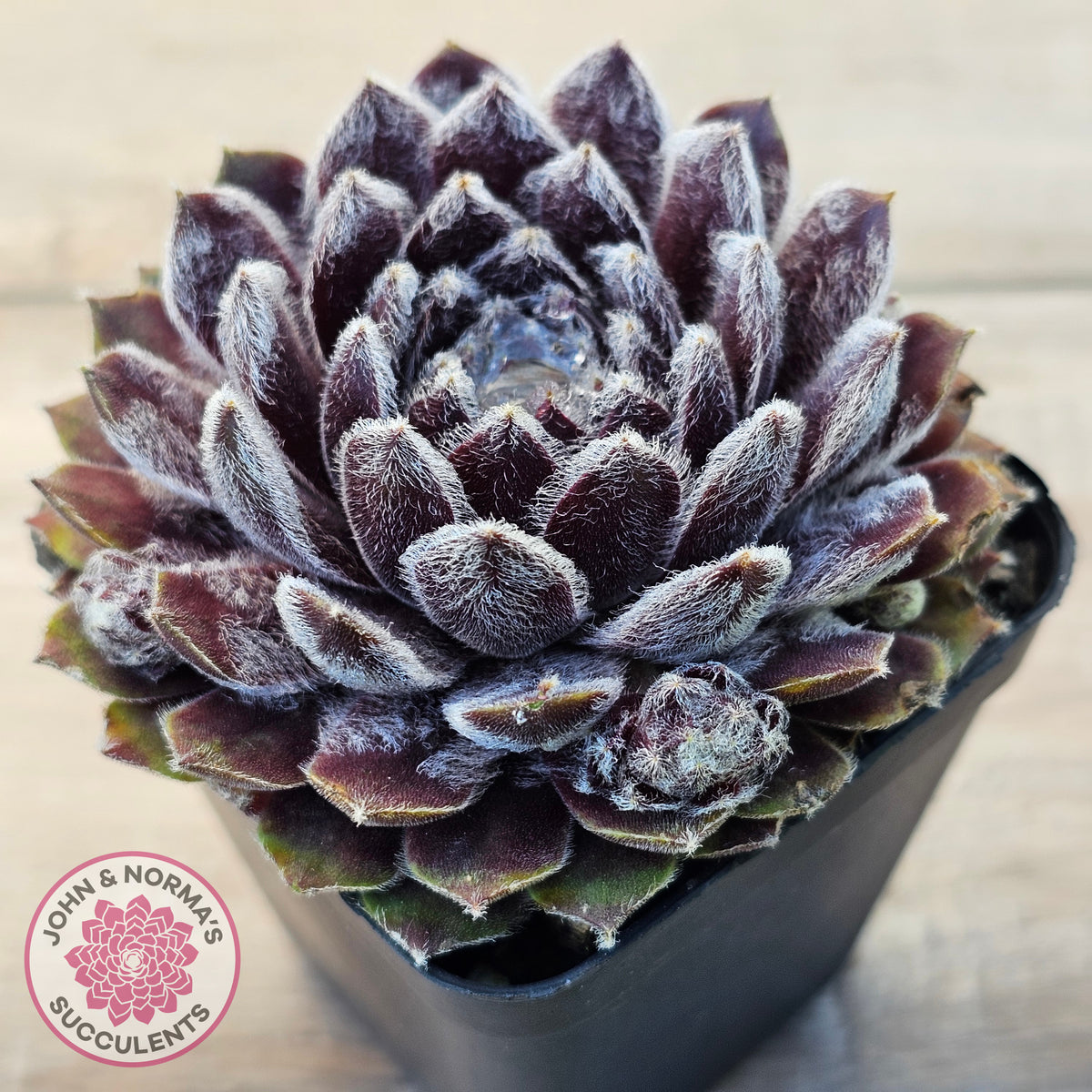 Sempervivum 'Pacific Feather Power'
