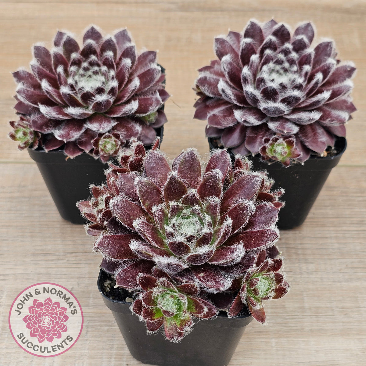 Sempervivum 'Pacific Feather Power'