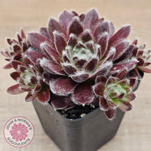 Load image into Gallery viewer, Sempervivum 'Pacific Feather Power'
