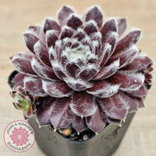 Load image into Gallery viewer, Sempervivum 'Pacific Feather Power'