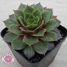 Load image into Gallery viewer, Sempervivum 'Pacific Purple Shadows'