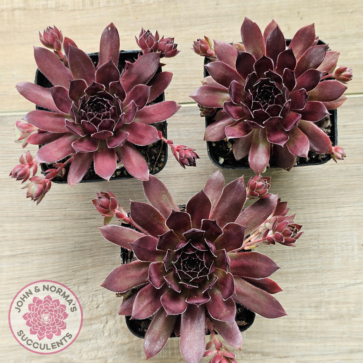 Sempervivum 'Pacific Red Rose'