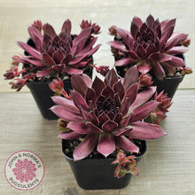 Load image into Gallery viewer, Sempervivum 'Pacific Red Rose'