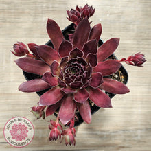 Load image into Gallery viewer, Sempervivum 'Pacific Red Rose'